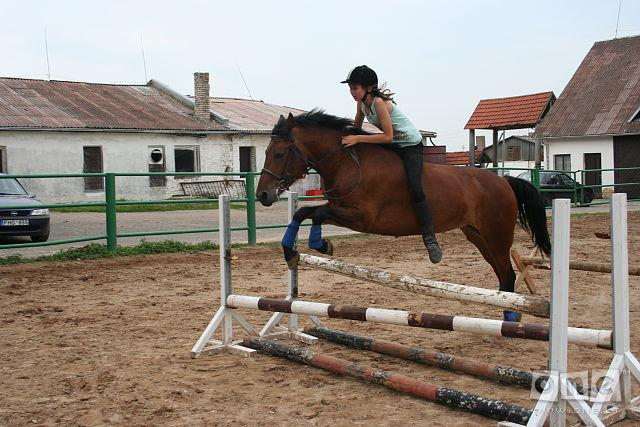 Horses Free