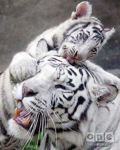 Love Love