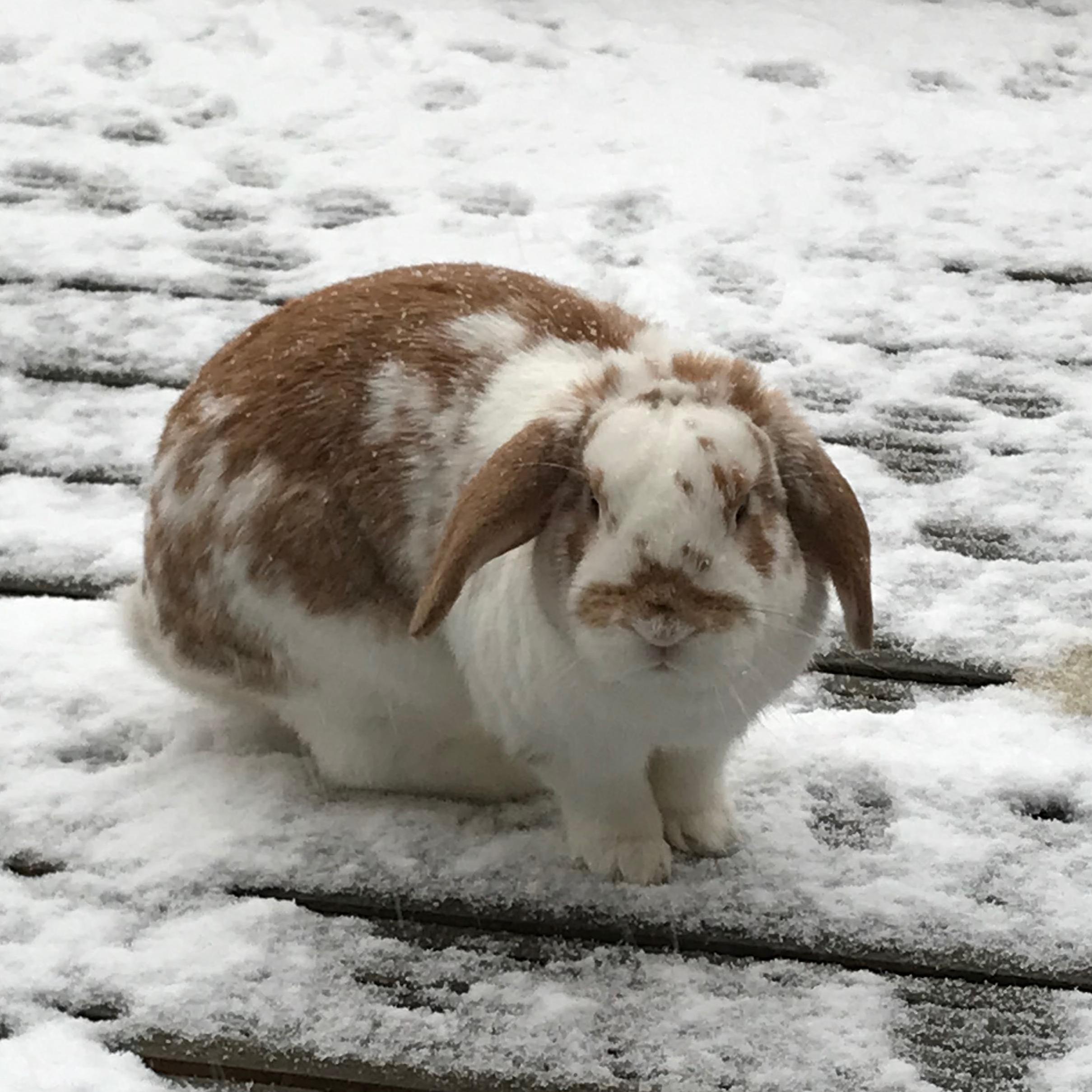 Flufis Tik nanoferma