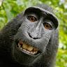 Monkey_Valdesas Vhgvg;l