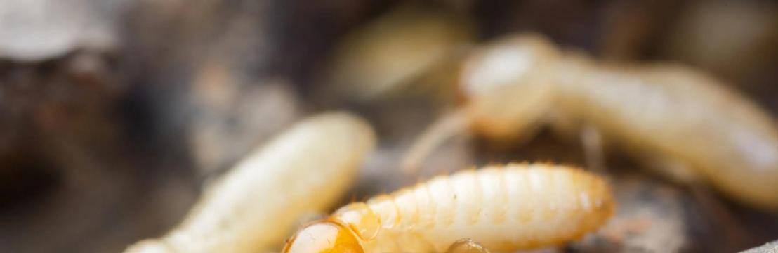 Jim’s Termite Pest Control