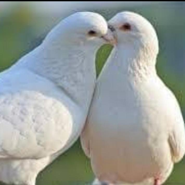 😉  🕊️